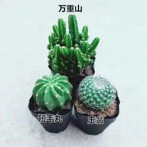 Plantas suculentas cactus plantas en maceta cactus de oficina planta en maceta cactus plantas en maceta flores en maceta