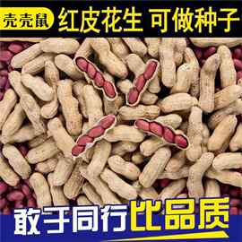 24年新红皮花生米生新货新鲜晒干带壳花生种子原味装四粒红衣花生