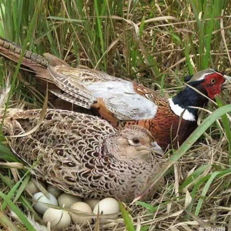 农家散养七彩山鸡苗活体一斤正宗七彩山鸡活苗成年七彩山鸡