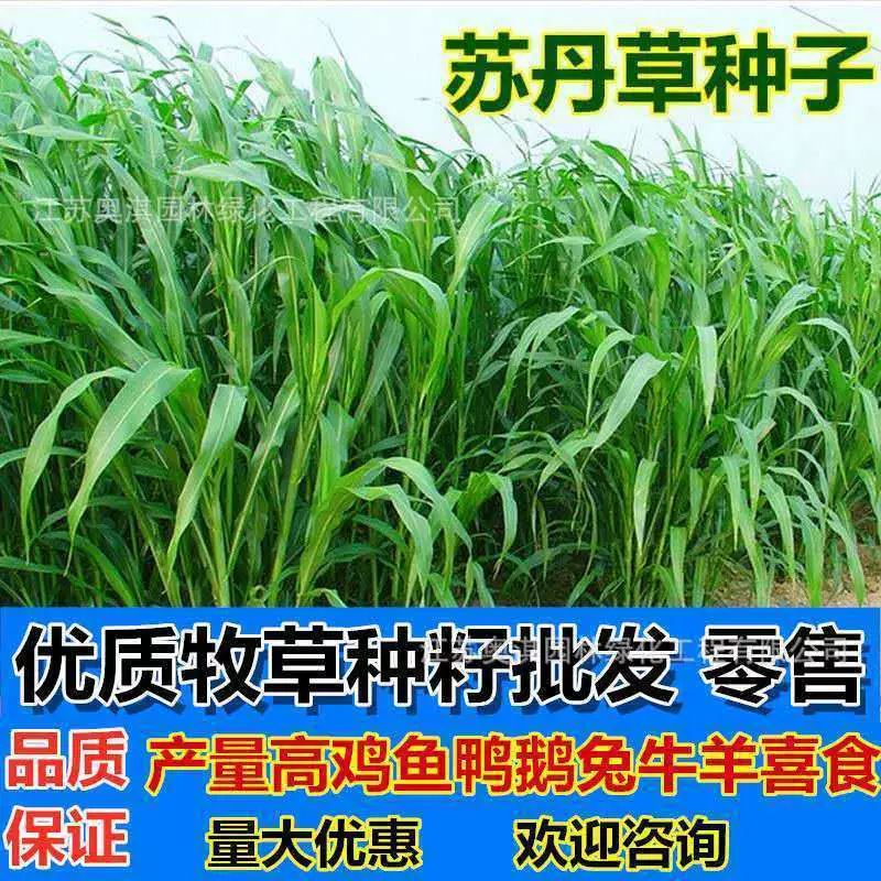 Семена трав Судана, рыбная трава, семена кормовой травы, рыба, свиньи, крупный рогатый скот, овцы, куры, утки, гуси, широколиственные четыре сезона, большое количество, отличная оплата