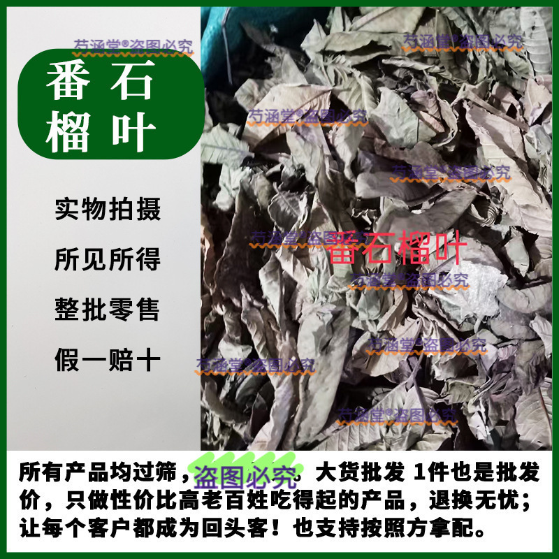 Guava Leaf Tea, Guava Leaf, Chinese Medicinal Materials, Alpine Guava Leaf, Pan Pomegranate Leaf, Fresh and Dry Goods