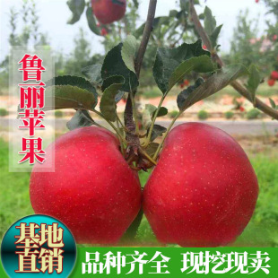 �޽��O�����������O����t��ʿ�O�����Ϸ������Nֲ��Ʒ�N���Ե���