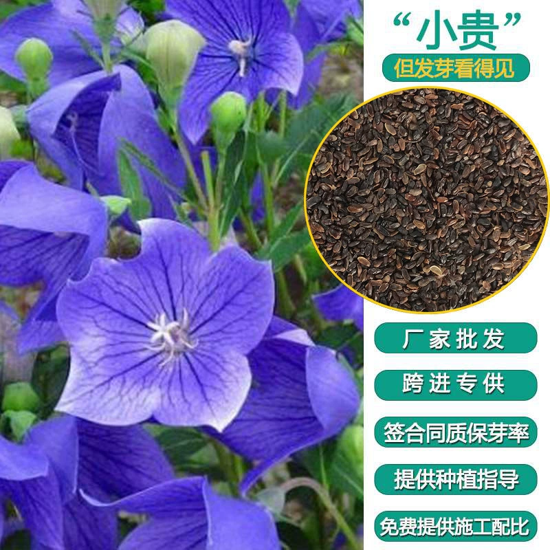 Platycodon Grandiflorum семена Садоводство цветы балкон в горшке четыре сезона Посадка цветочных семян цветочные семена оптом
