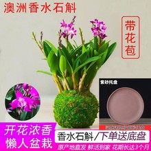 带多花苞浓香型澳洲香水石斛兰花苗苔藓球浓易活好养常青花卉盆栽