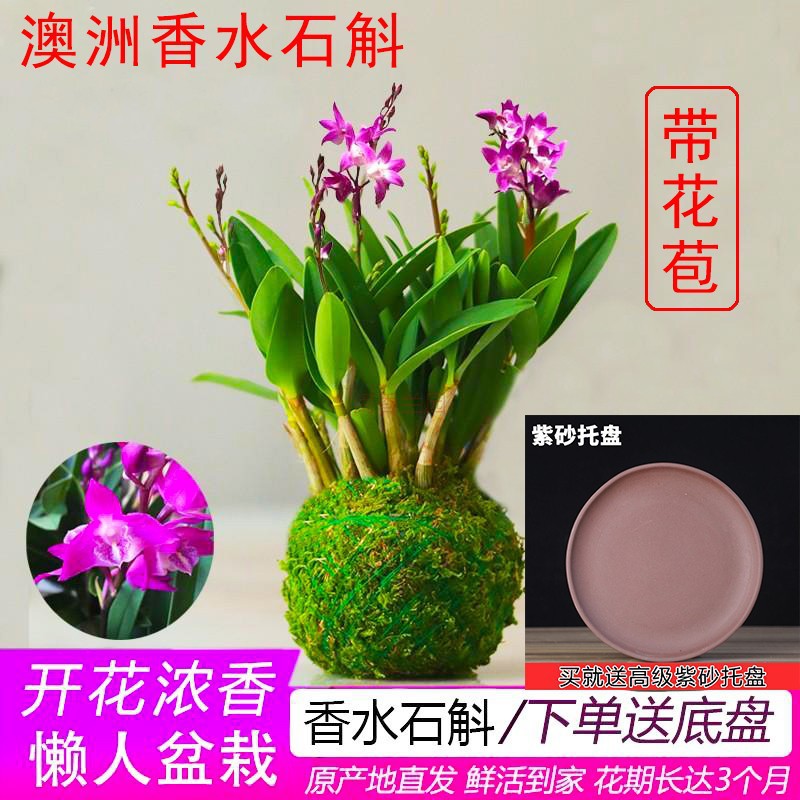 带多花苞浓香型澳洲香水石斛兰花苗苔藓球浓易活好养常青花卉盆栽