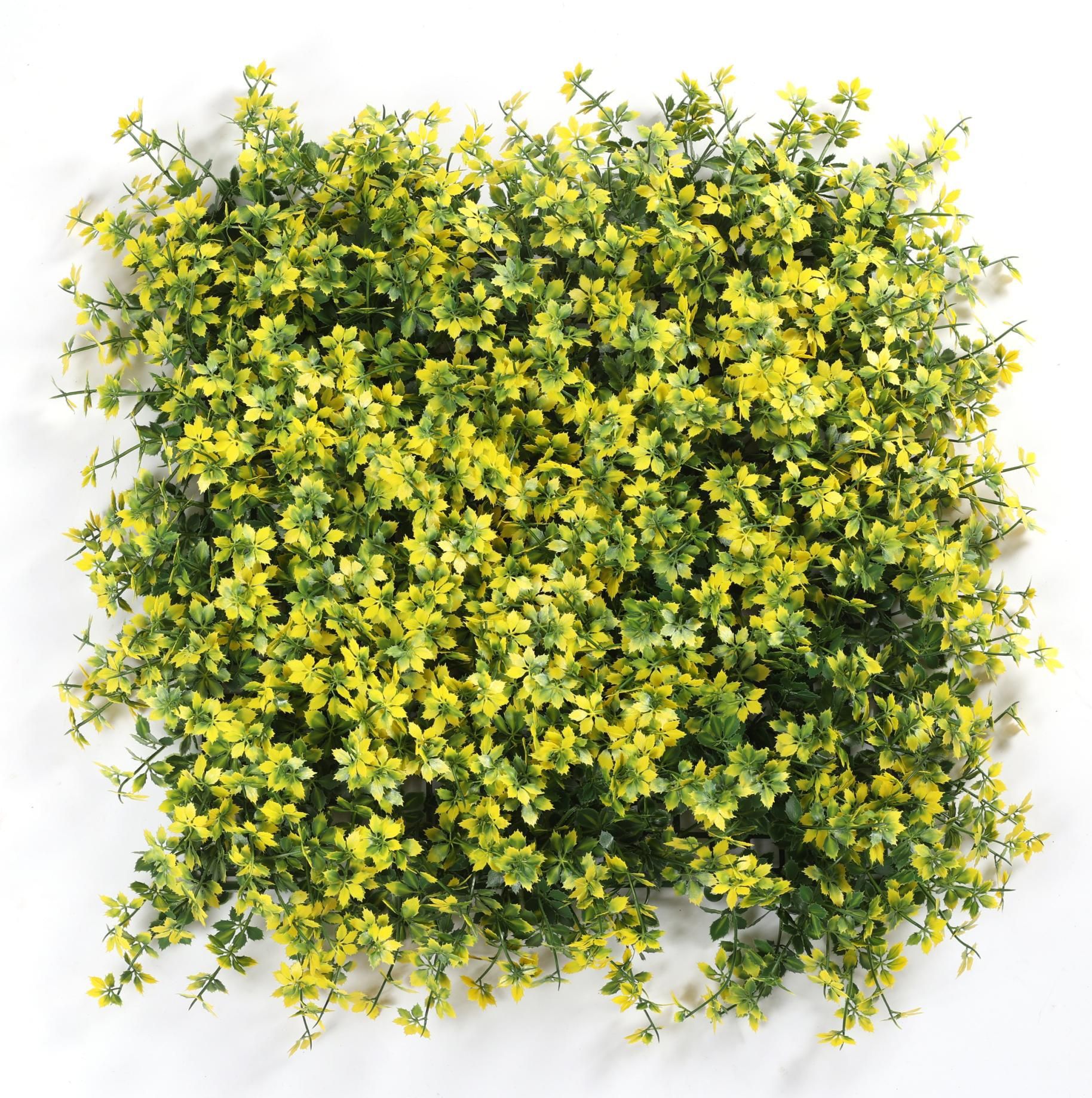 Yellow five-layer moneywort