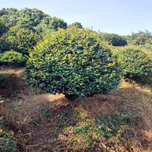 茶梅球自產自銷 1.2米-1.5米茶梅球價格批發 常綠冬季觀花灌木