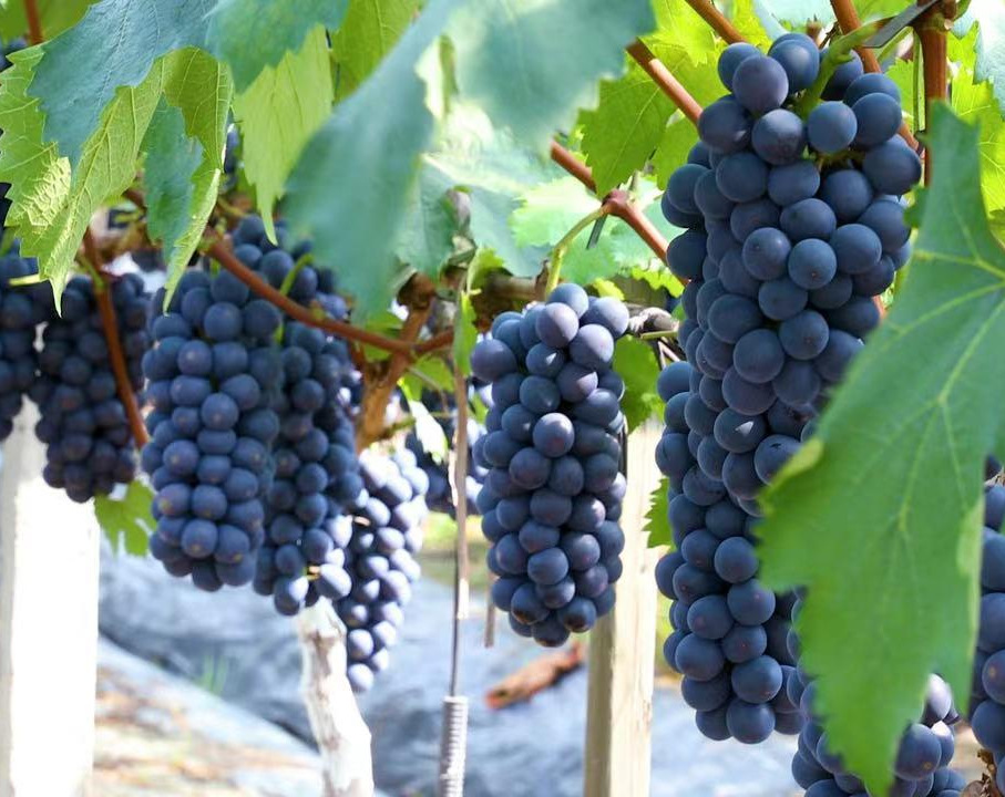 47104edb1fb45e7631d8730c124769