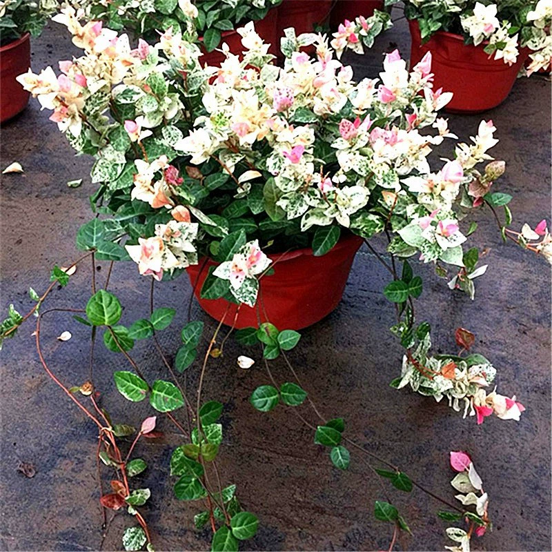 Золотисто-пестрый саженец клевера в горшке, подвесная орхидея, всесезонное подвесное вьющееся растение для балкона и дома.