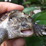 鳄龟苗活物爆刺龟杂佛正宗纯佛宠物观赏龟真北美小