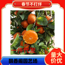 ɳ�ǽۘ�����������Ϸ������Nֲ���Ә���̽۹������޽�ɰ����