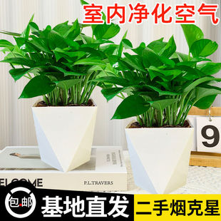 �G�}�����҃�ֲ�ﻨ�ܾGֲˮ��͏d�����՚�G�j�·�����������ȩ