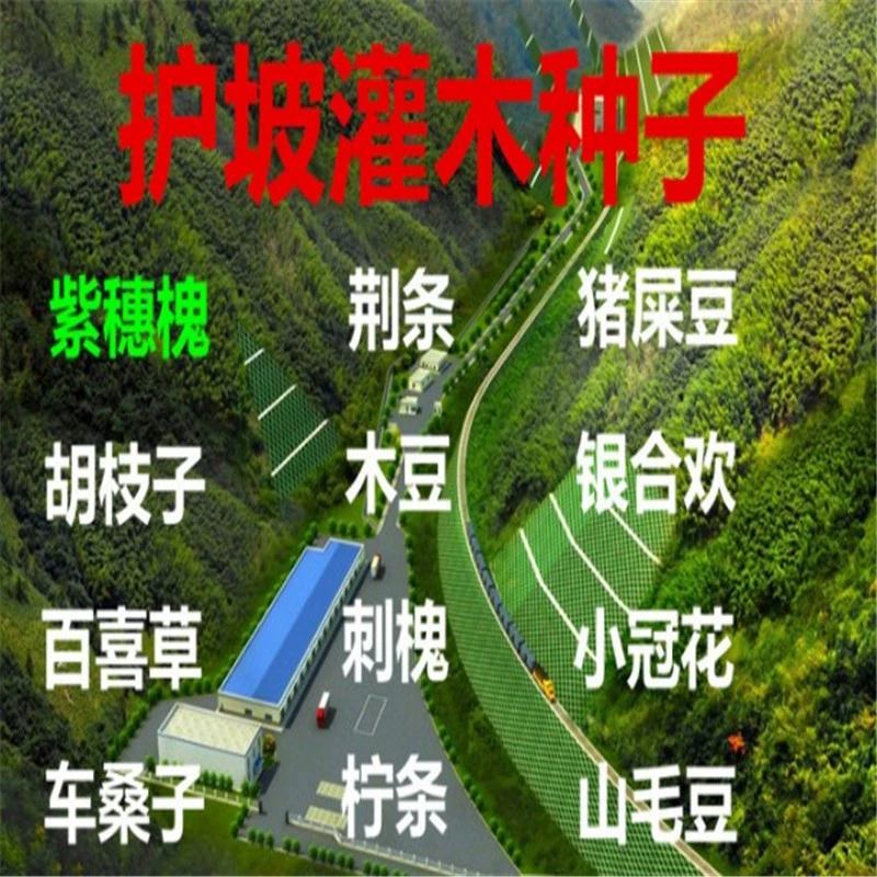 Amorpha fruticosa семена защита склонов кустарников шоссе защита склонов рек защита почвы пыленепроницаемые семена голубя Crotalaria