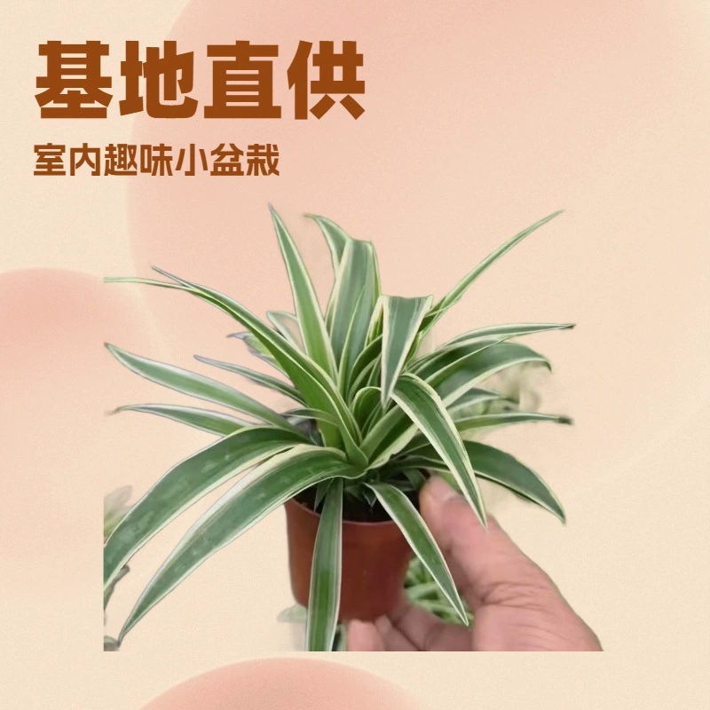 Базовые поставки Пномпень Diaolan 90 чашек маленькие горшечные зеленые стены озеленение свежий воздух офис зеленые растения оптом