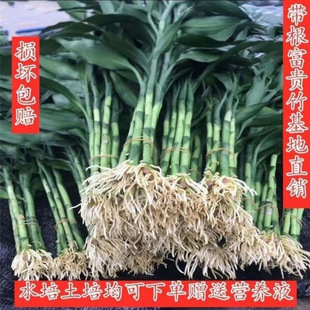 Luxury Bamboo Flower Hydroponic Set for Living Room with Roots, Thick Bamboo for Master Bedroom Hydroponic Plant with Large Leaves