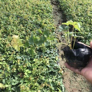 Slope Protection Bag Seedling Creeper 10-20cm Long Scaffolding Wall Greening Ground Jin Zhongshan Base Direct Sales