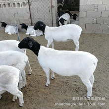 出售杜泊绵羊 白头杜泊绵羊 新疆杜泊绵羊养殖场销售