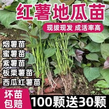 ɽ�|����25̖��t����ع�������������������ϼt�߮a�t���Nֲ��