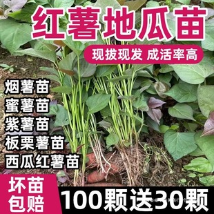 ɽ�|����25̖��t����ع�������������������ϼt�߮a�t���Nֲ��