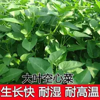 Hạt giống rau muống nước dễ trồng quanh năm | 1688 Buyer's Encyclopedia