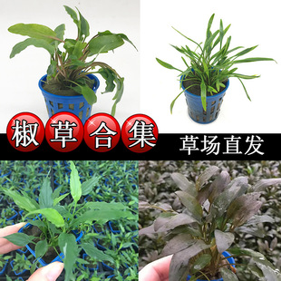 Green Wendy Pepper Mini Small Pepper Grass Gas Pickled Pepper Coffee Pepper Fish Tank Landscape Decorative Water Grass Living Wholesale
