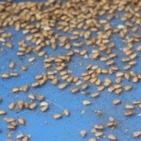 Свежий Туюань, консервированные саженцы, китайский Туюань, яйцеблоки, прямые волосы из происхождения, смешанные в прямом эфире с кунжутными червями яйцами, случайно распределенные