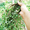 Edible purslane seed seed seed seed horses seeds seeds planting potted horse amaranth vegetables