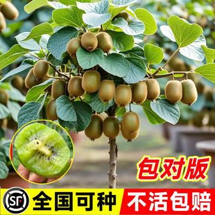 �t�īJ���Ҙ��������ܛ���J���Ҙ��箔��Y���ϱ����Nֲ�޽ӹ���