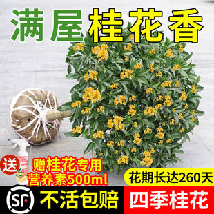 һl𻨘ļԴʳ҃ͥԺ_ͻ