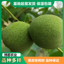 苗圃树苗批发粗度1-5公分嫁接核桃纸皮185核桃苗