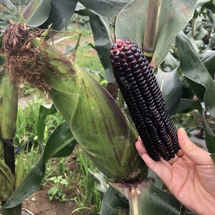 ����Ŵ��Ŵ���׷N�������׷N���ļ����ﴺ���߲˷N�ݷ��D����