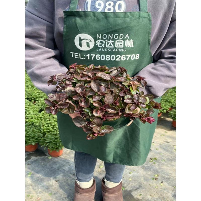 Mint Potted Fresh Edible Fragrant Mint Seedlings Indoor Garden Mosquito Repellent Plants Cat Mint Seedlings Green Plants and Florals