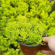 �S���ײݵر�ֲ����ļ��^�~����ͥԺ��ɽ�G����픸����͟��ͺ�