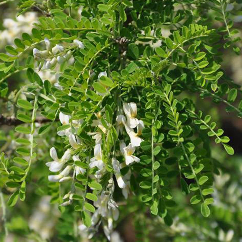 Семена софоры Железо Маху сожгли белые семена софоры Защита от склонов Семена кустарника засухоустойчивость