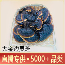 金边大灵芝 长白山仿野生无柄灵芝批发 厂家一件代发草本保健赤芝