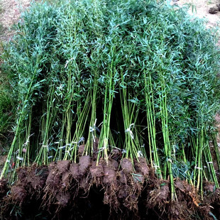 ������ͥԺֲ�ﱱ���ͺ��҃�������@��������������G�h