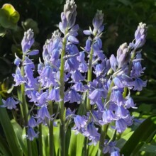 进口蓝铃花种球冬季耐寒花卉室外室内盆栽喜阴植物好养活风信子