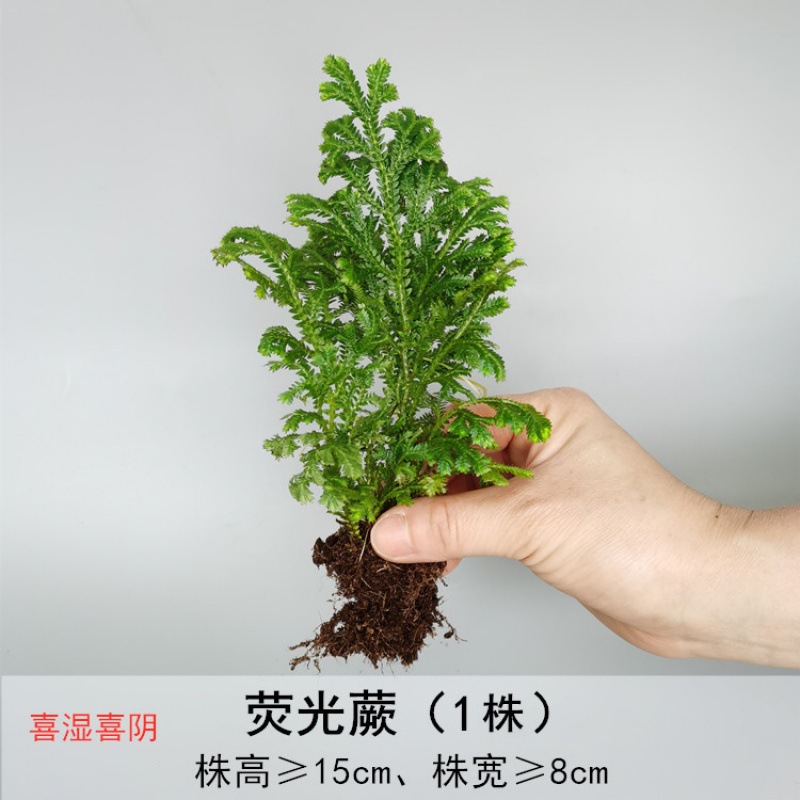 에메랄드 녹색 형광 고사리 (1 변형)