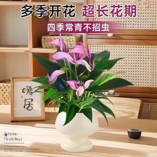 �����R���������Ԏ�������һ���L�ˮ��ֲ��С�~�t���҃Ȼ��ܾGֲ