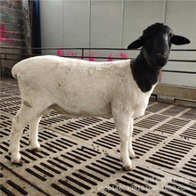 活体杜寒杂交澳洲白怀孕母羊种公羊活羊养殖