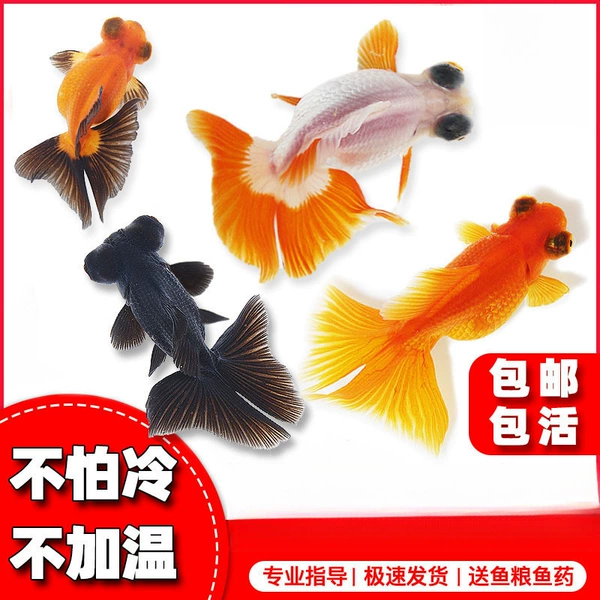 [4-5（随机）金鱼5送1备损 +80g鱼粮]