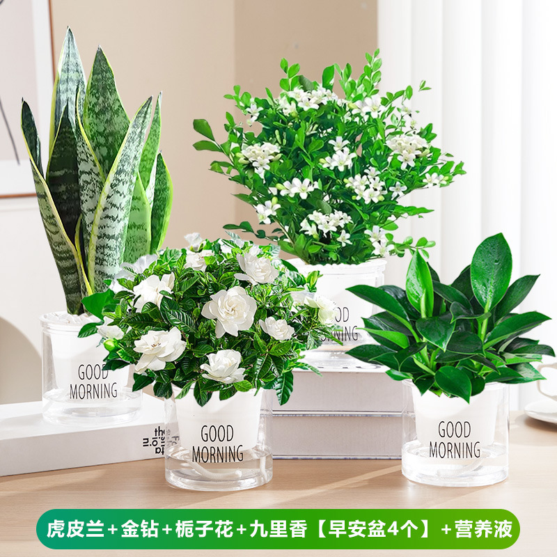 타이거 난초 + 골든 다이아몬드 + 치자나무 + 구리향 [굿모닝 냄비 4개] + 영양액