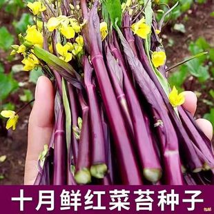 �t��̦�N���ϼt��̦�������R���r���̨����˷N�ļ��Ϸ������Nֲ