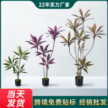 �S�����l��������F�Gֲ�����҃ș���ֲ�����ľ�����[���Gֲ�b�