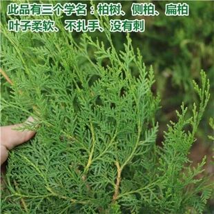 barren hill afforestation flat cypress cedar cypress orientalis seedlings tabaci pagoda pine four seasons evergreen green cemetery pine seedlings