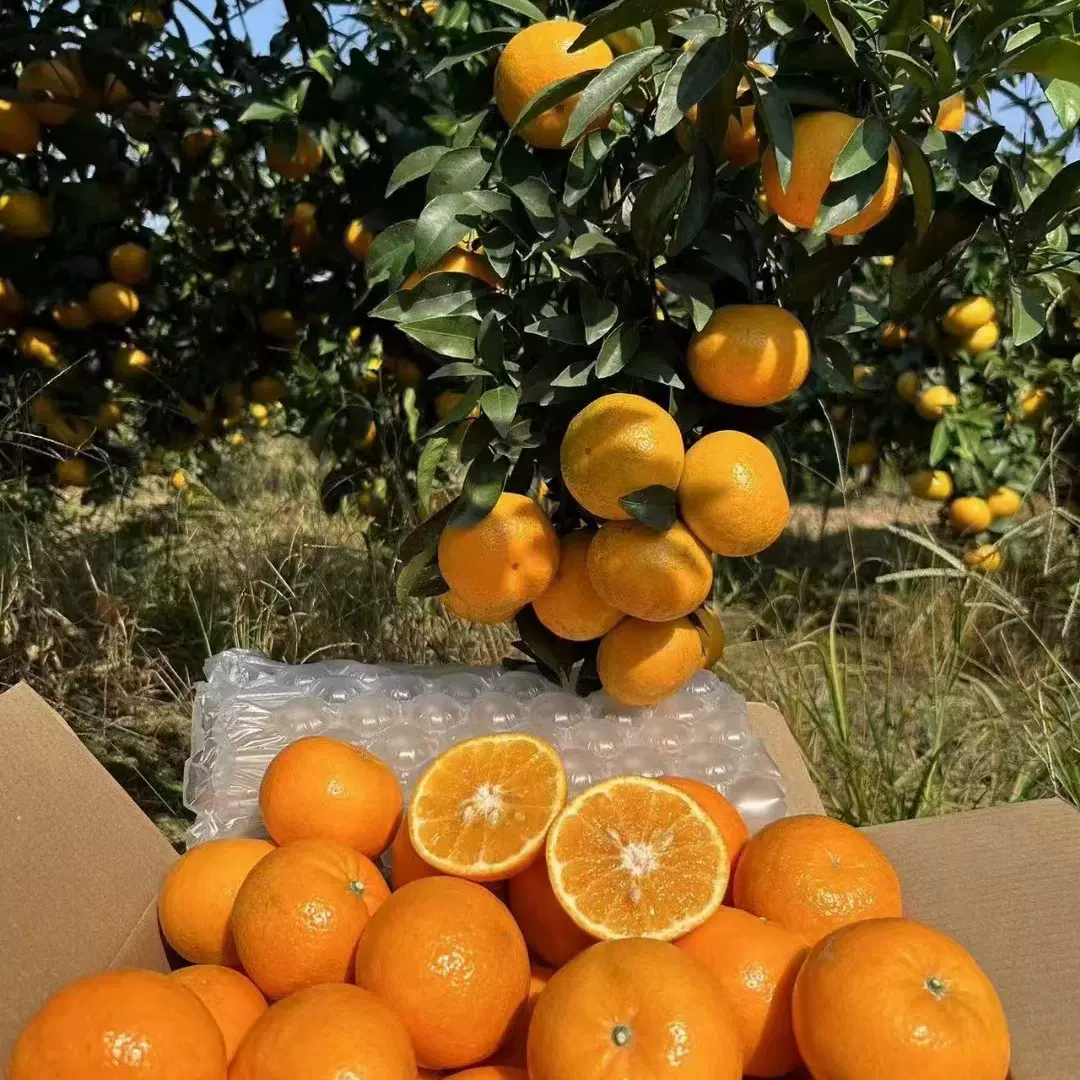广西武鸣沃柑10斤橘子新鲜水果当季一级沙糖蜜橘砂糖柑橘大果包邮