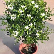 ���������Ԫ��U�Ϙ���������玧�����҃��̨�׳ɻ�����ֲ��