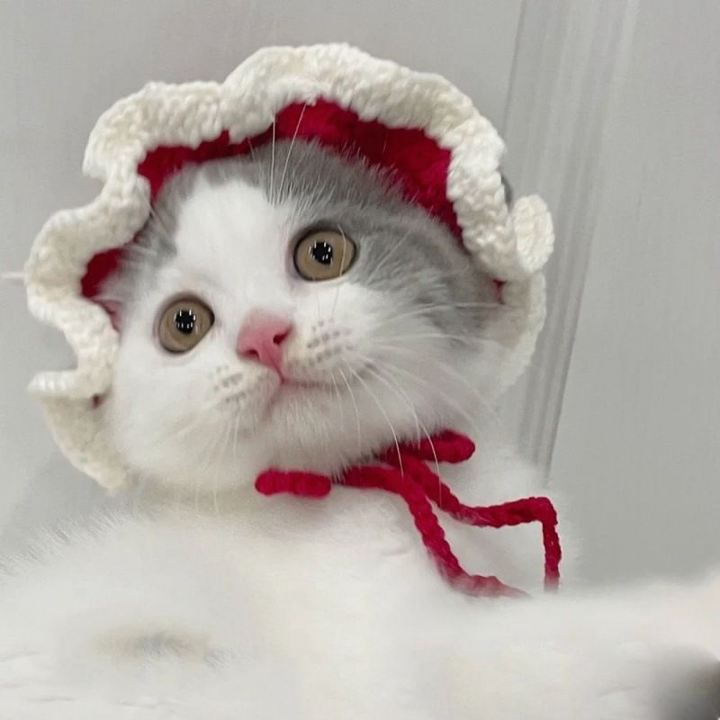 Cute Pet Hat 3