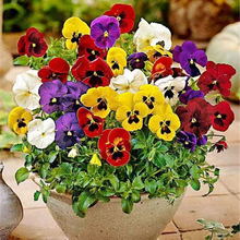 冬季耐寒三色堇花种子 食用小角堇冬天四季开花不断盆栽花籽室外