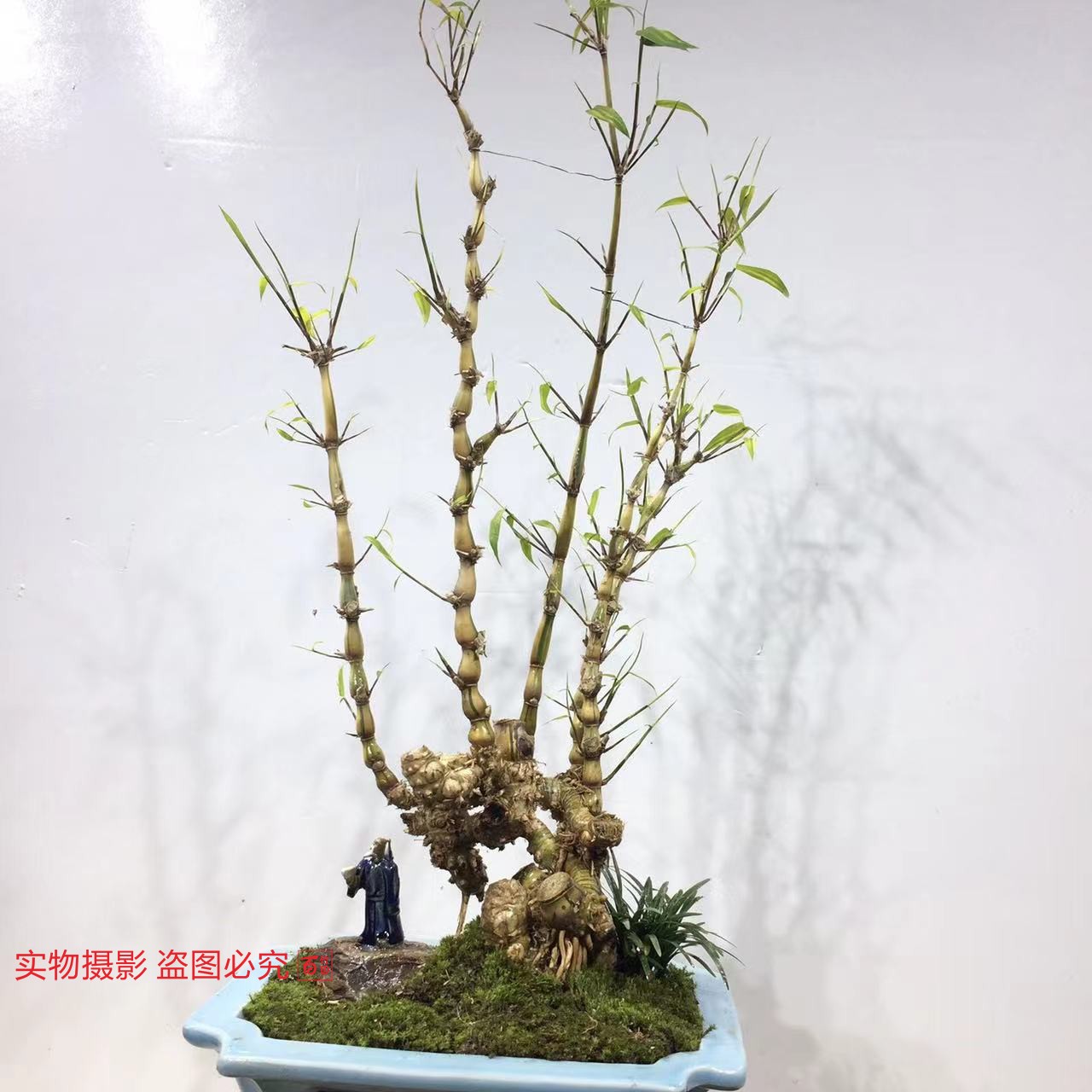 佛肚竹佛珠罗汉竹丛林金丝簕竹头桩室内外盆景植物红竹名贵竹子-阿里巴巴